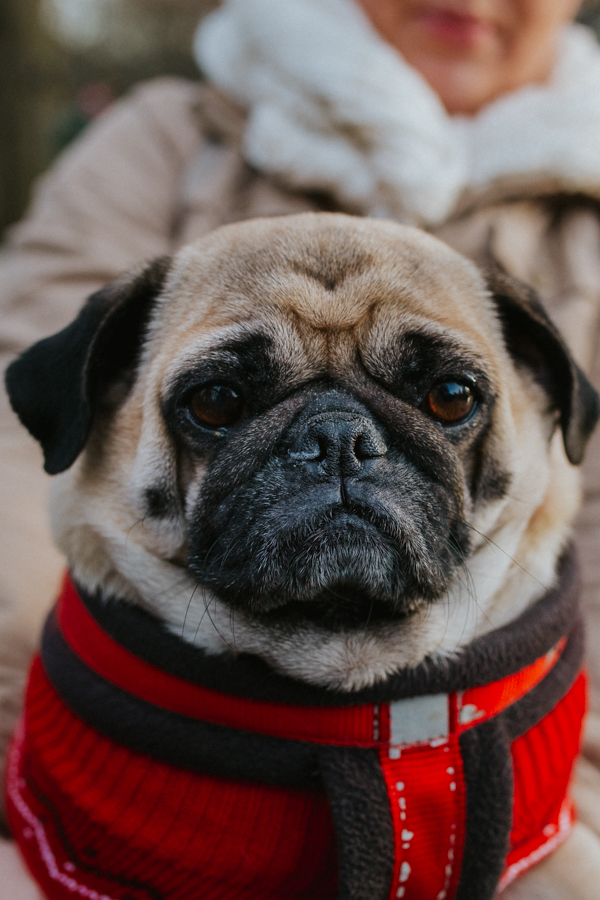 christmas_pug_meeting_liviafigueiredo.com_60.jpg