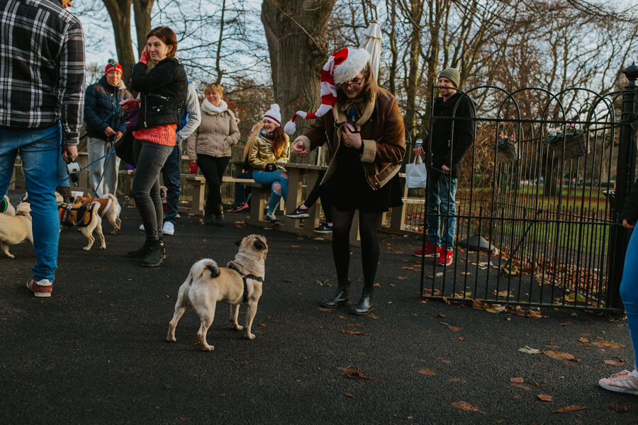 christmas_pug_meeting_liviafigueiredo.com_78.jpg