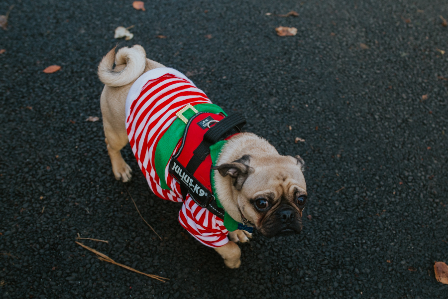 christmas_pug_meeting_liviafigueiredo.com_79.jpg