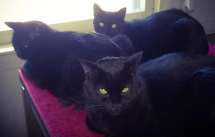 cats.jpg