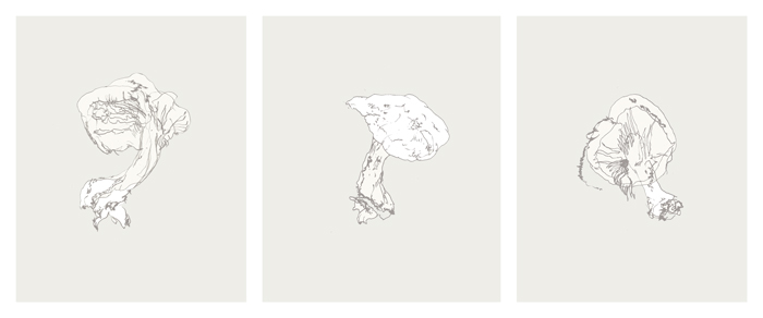 mushroom_tryptich.jpg