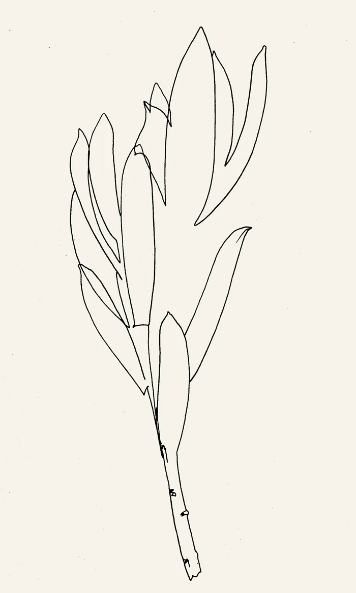 Denver_leaf_01.jpg