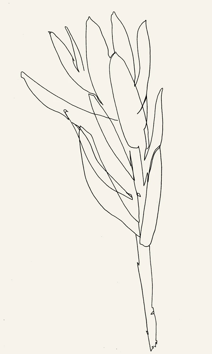 Denver_leaf_03.jpg