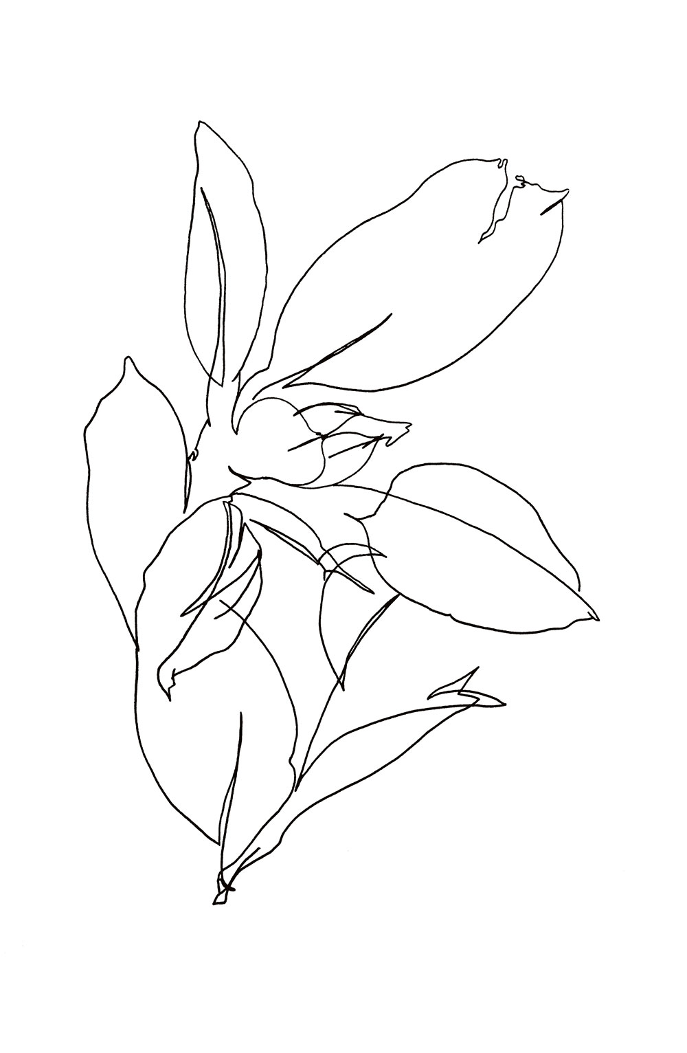 CT_flower_01.jpg