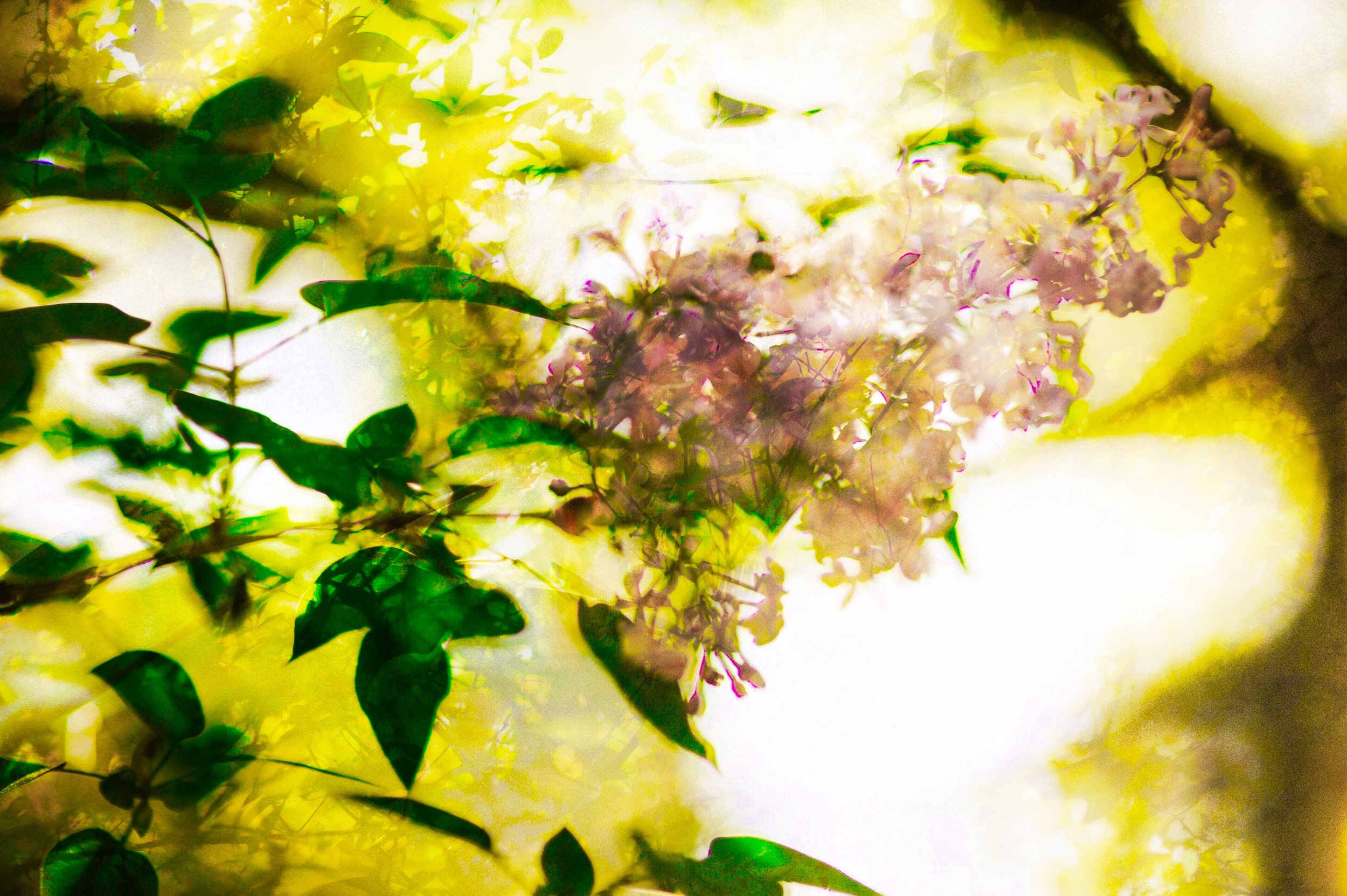 AfterlightImage-57.JPG