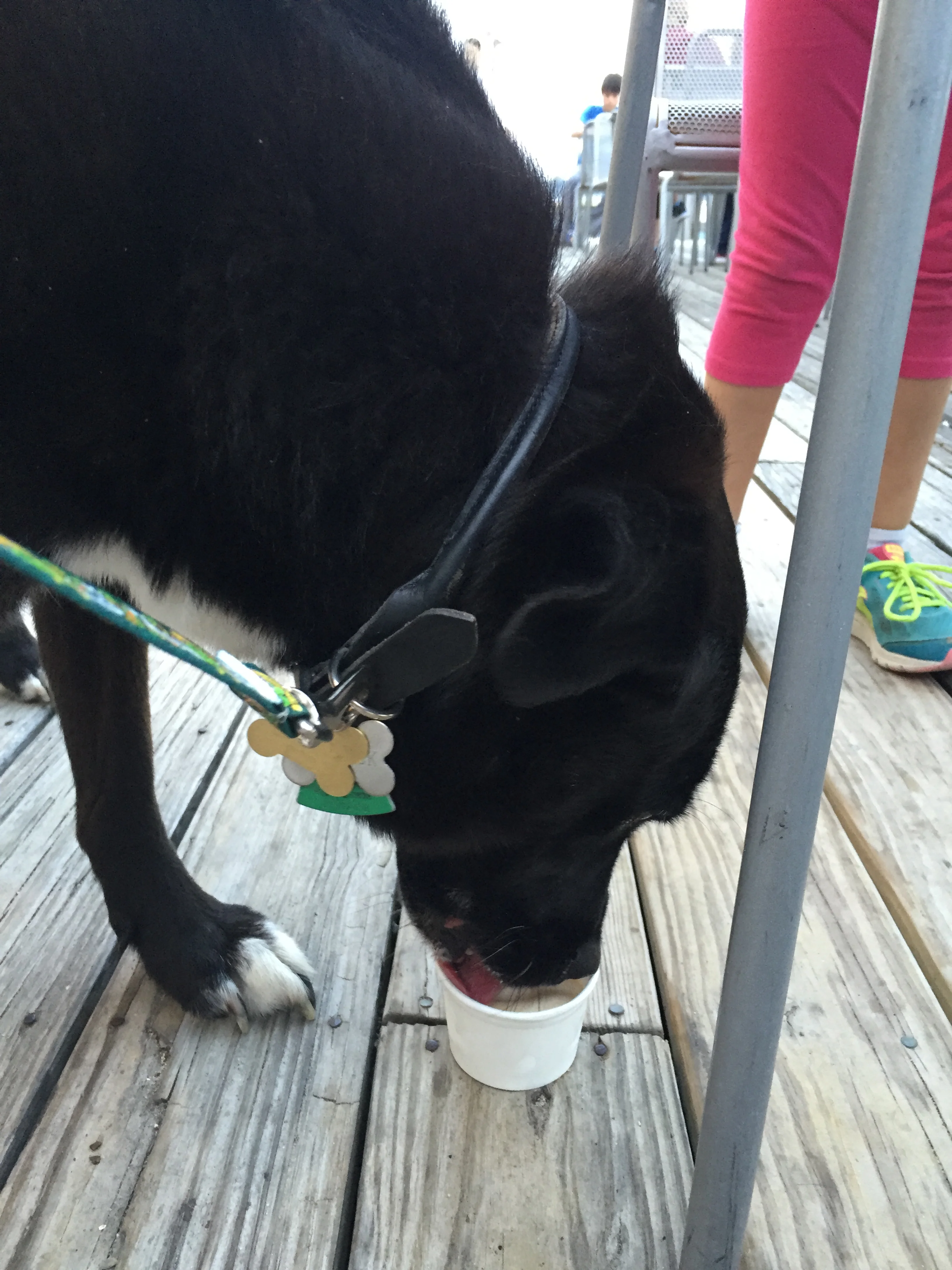 Jackie's adorable (although we are biased) pup, Benedick (better known as Benny) at the July 9, 2015 Pancreatic Cancer Freeze Out at Lime Rickey's in Marblehead, Ma. 
