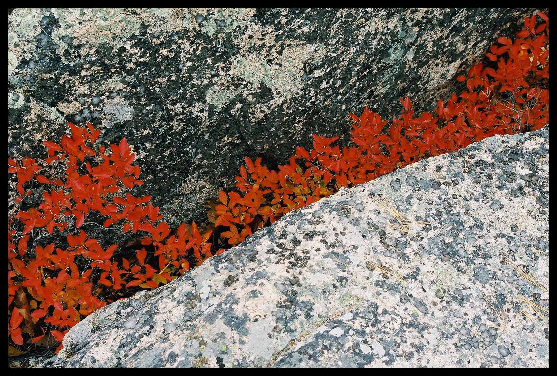 Autumn blueberry bushes, Dorr Mountain, Acadia National Park