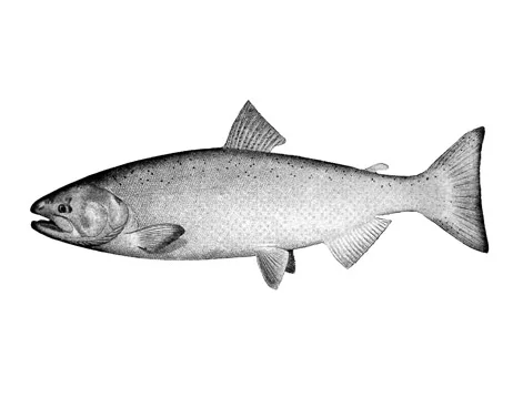 ChinookFemalelFreshwater-Marine-Image-Bank.jpg