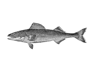 sablefish.jpg
