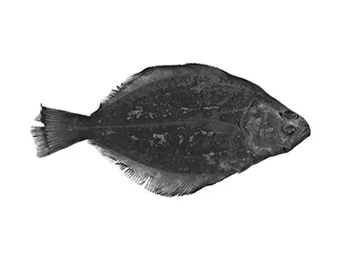 Petrale-Sole-Smithsonian.jpg
