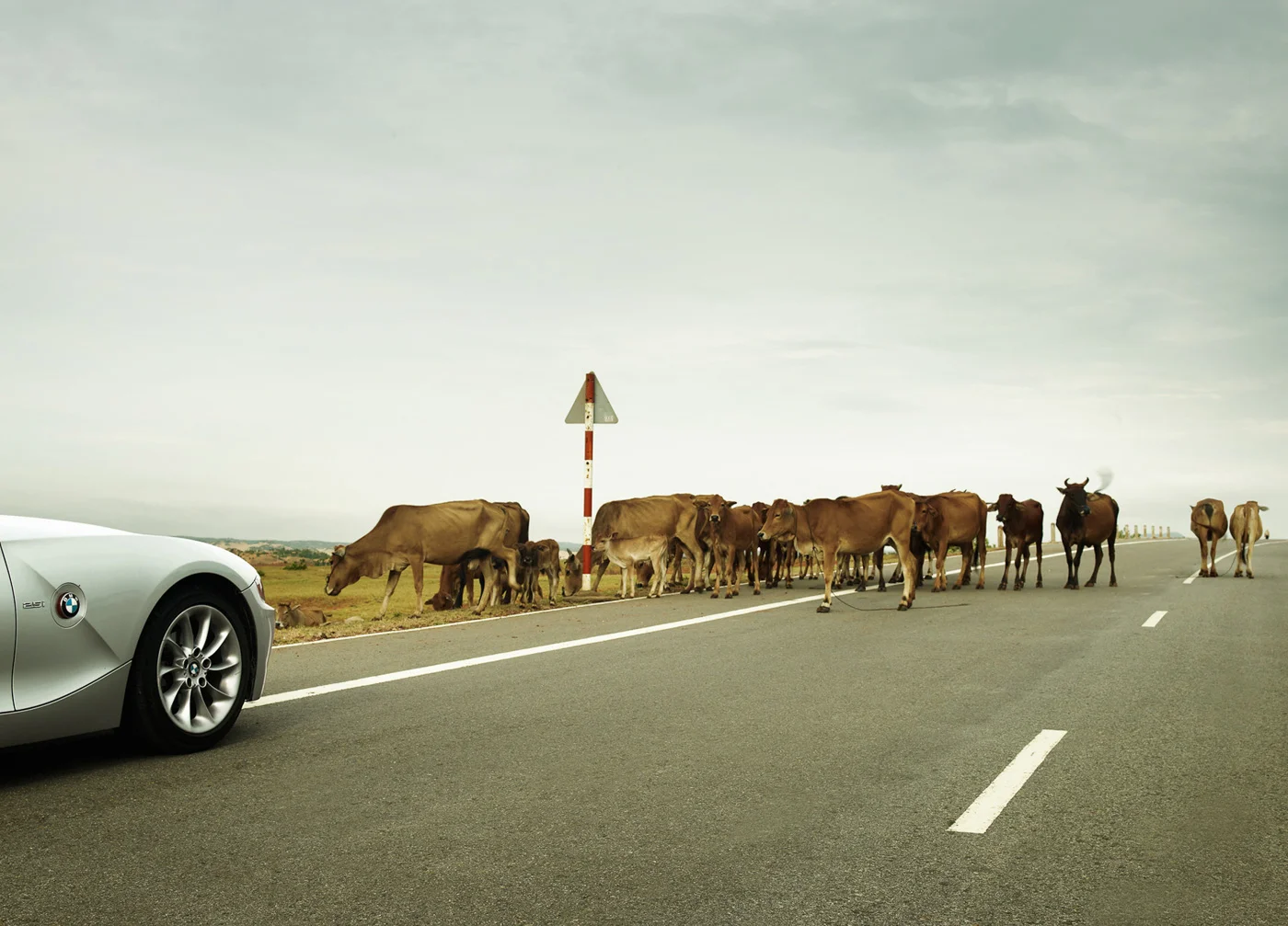 24_CR_Liberty_Cows.jpg