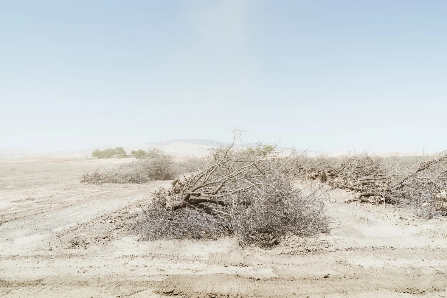 A field of drought-stricken almond trees in the Central Valley await the chipper. Scarcity of water has always been an issue in the valley, some parts of which get only about 10 inches of rain a year.
