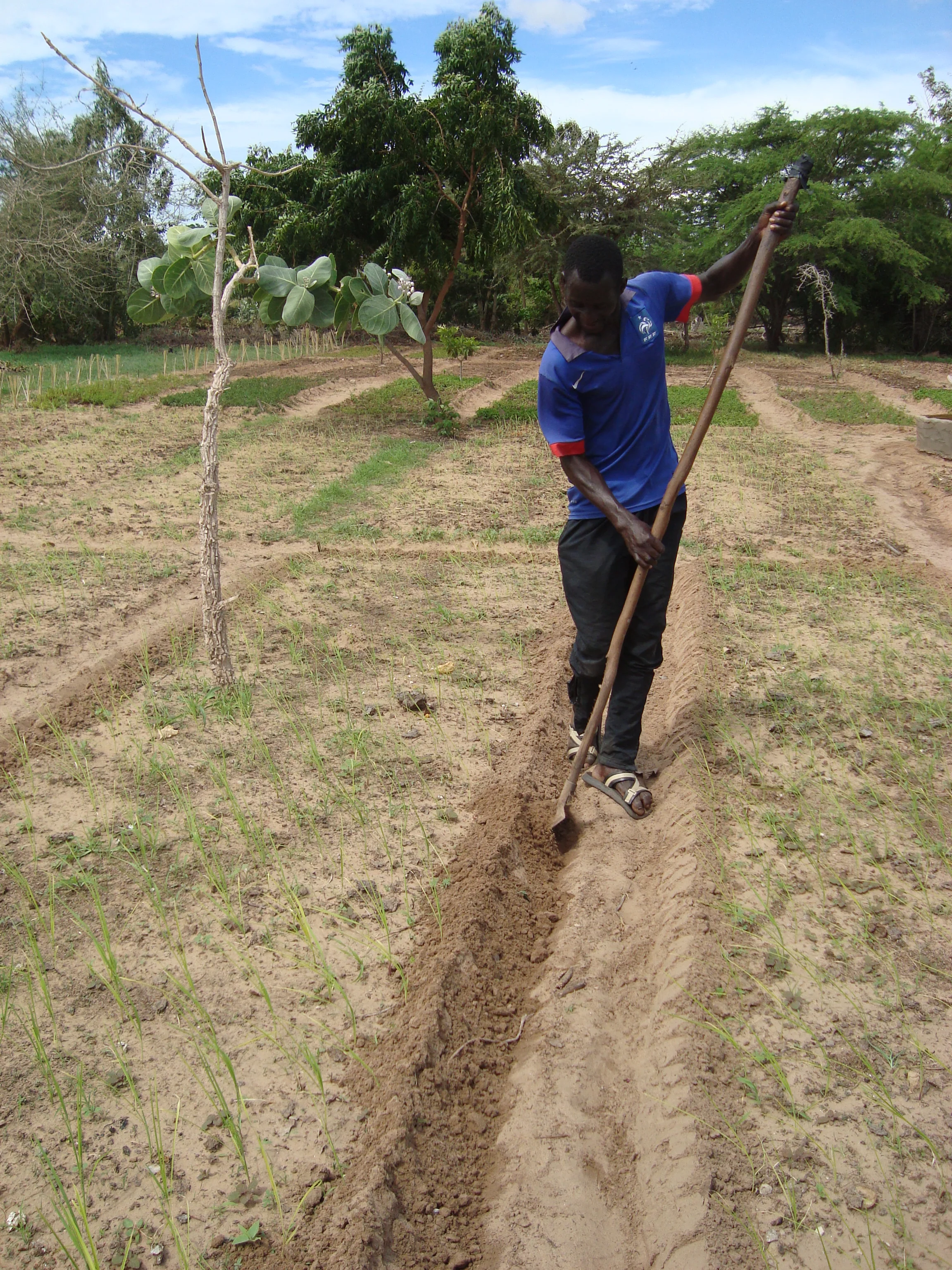  Making "Pints" or ridges along beds which will later grow rice. 