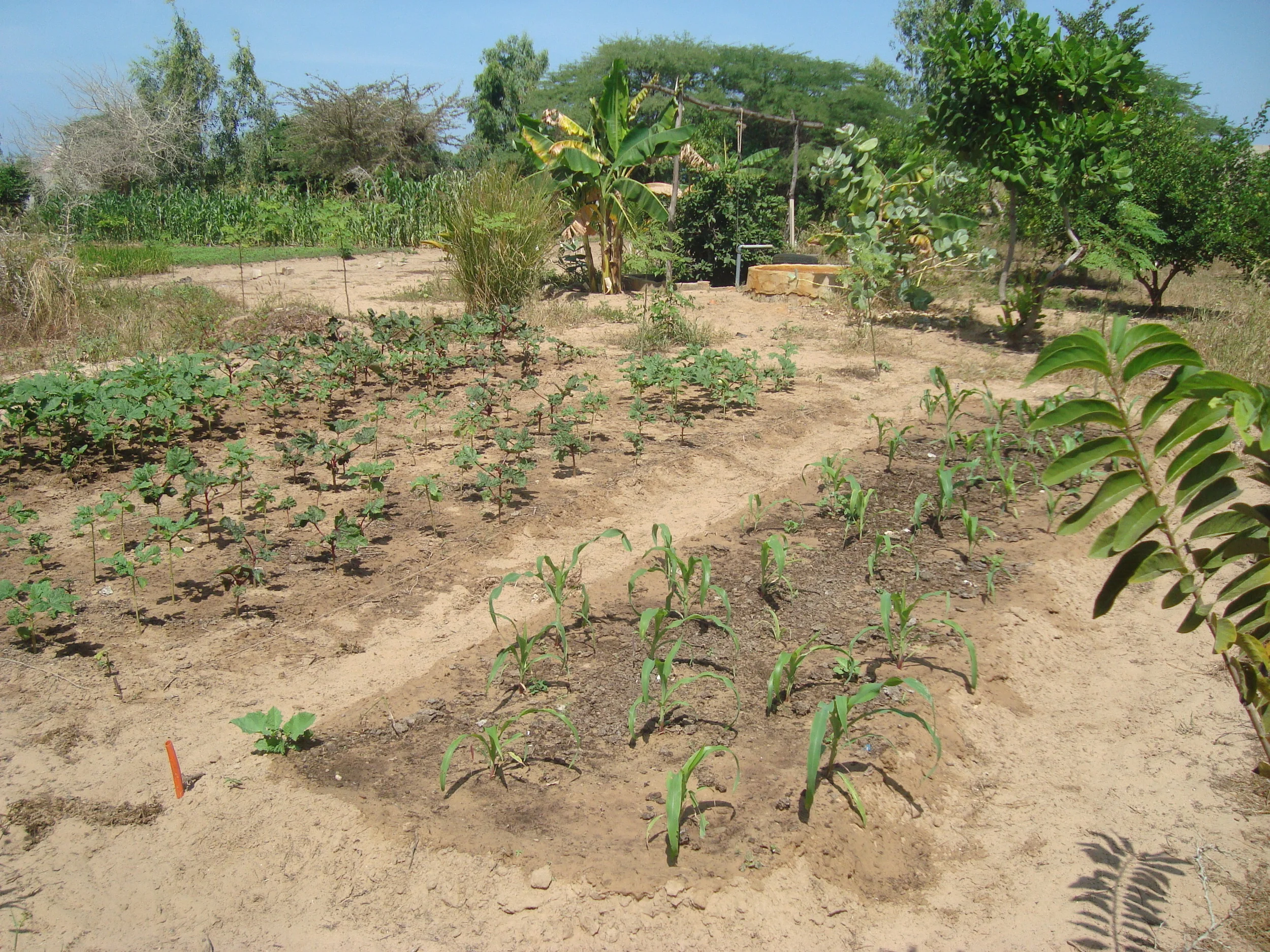 Crops planted by people who had come to learn at Fankanta, Fall 2014