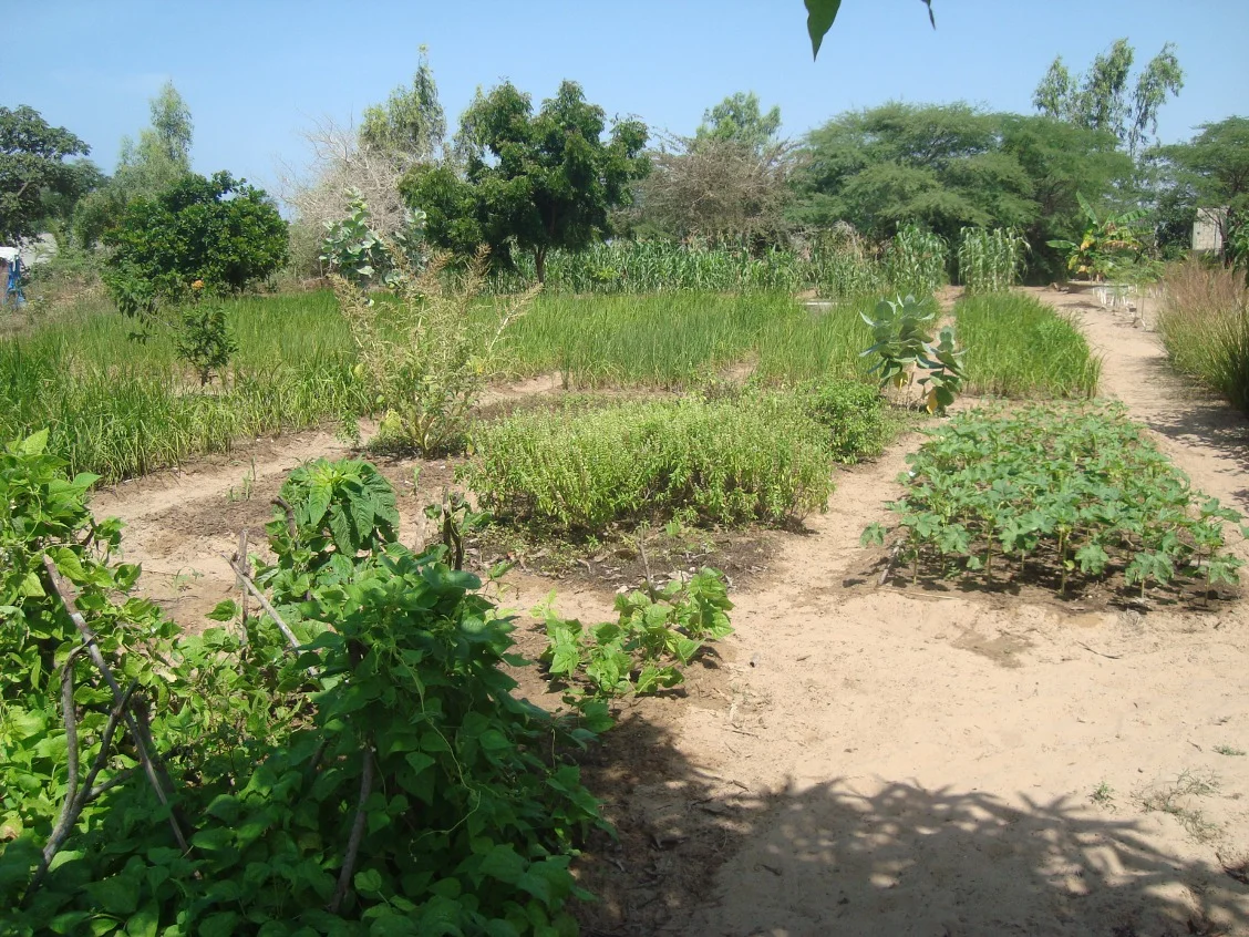 Fields in Fankanta, Fall 2014