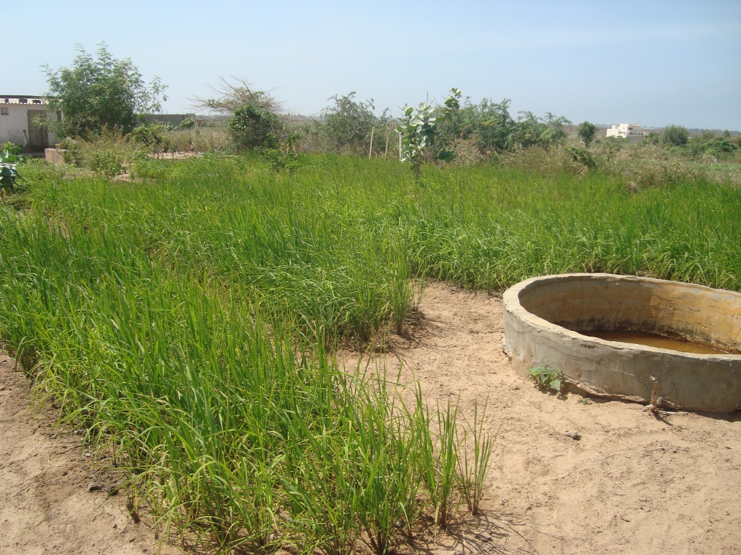 Upland rice at Fankanta, Fall 2014