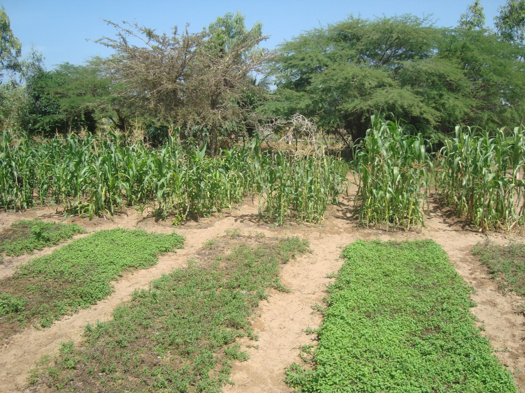 Beds of mint in front of corn at Fankanta, Fall 2014