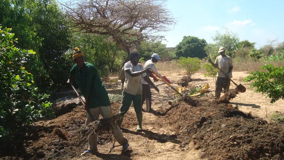 Turning compost from community composting program. Fall 2014