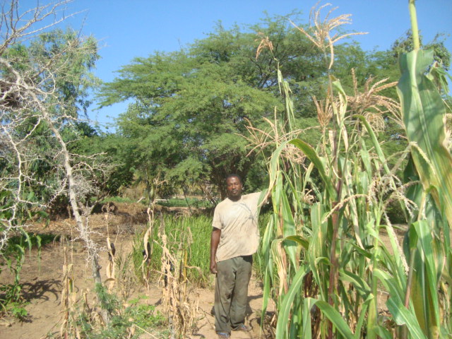 Oaxacan Green dent corn at Fankanta. Fall 2014