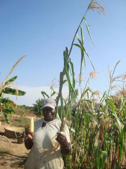 Corn from Fankanta, Fall 2014