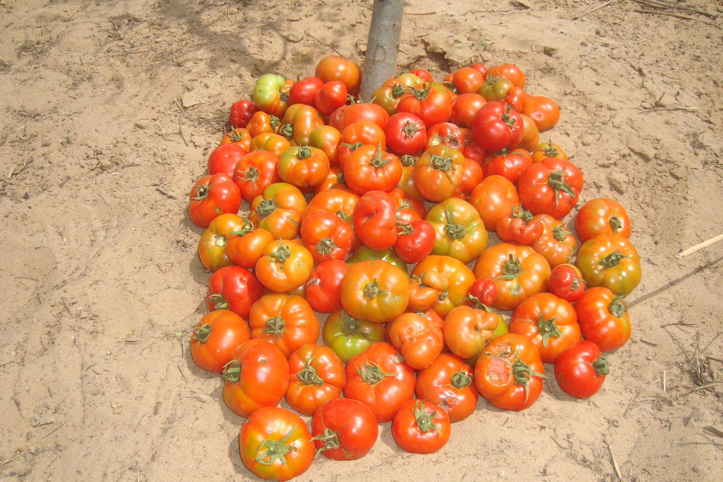 Tomatos from Summer 2015