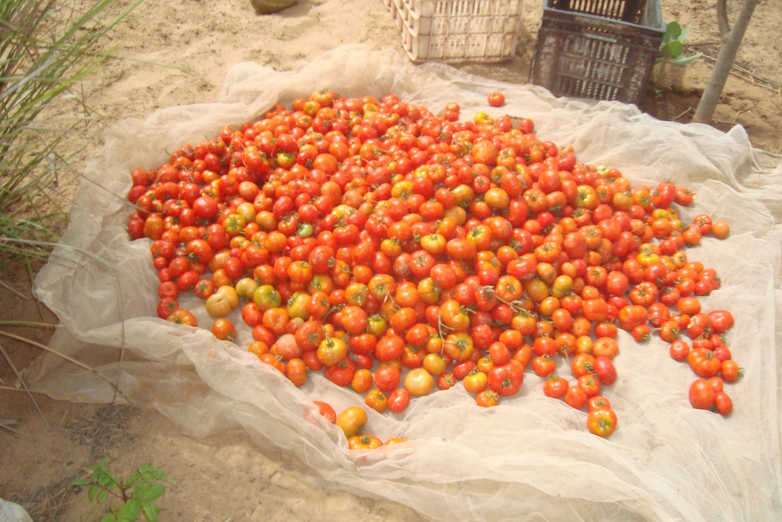 Tomatoes from Summer 2015