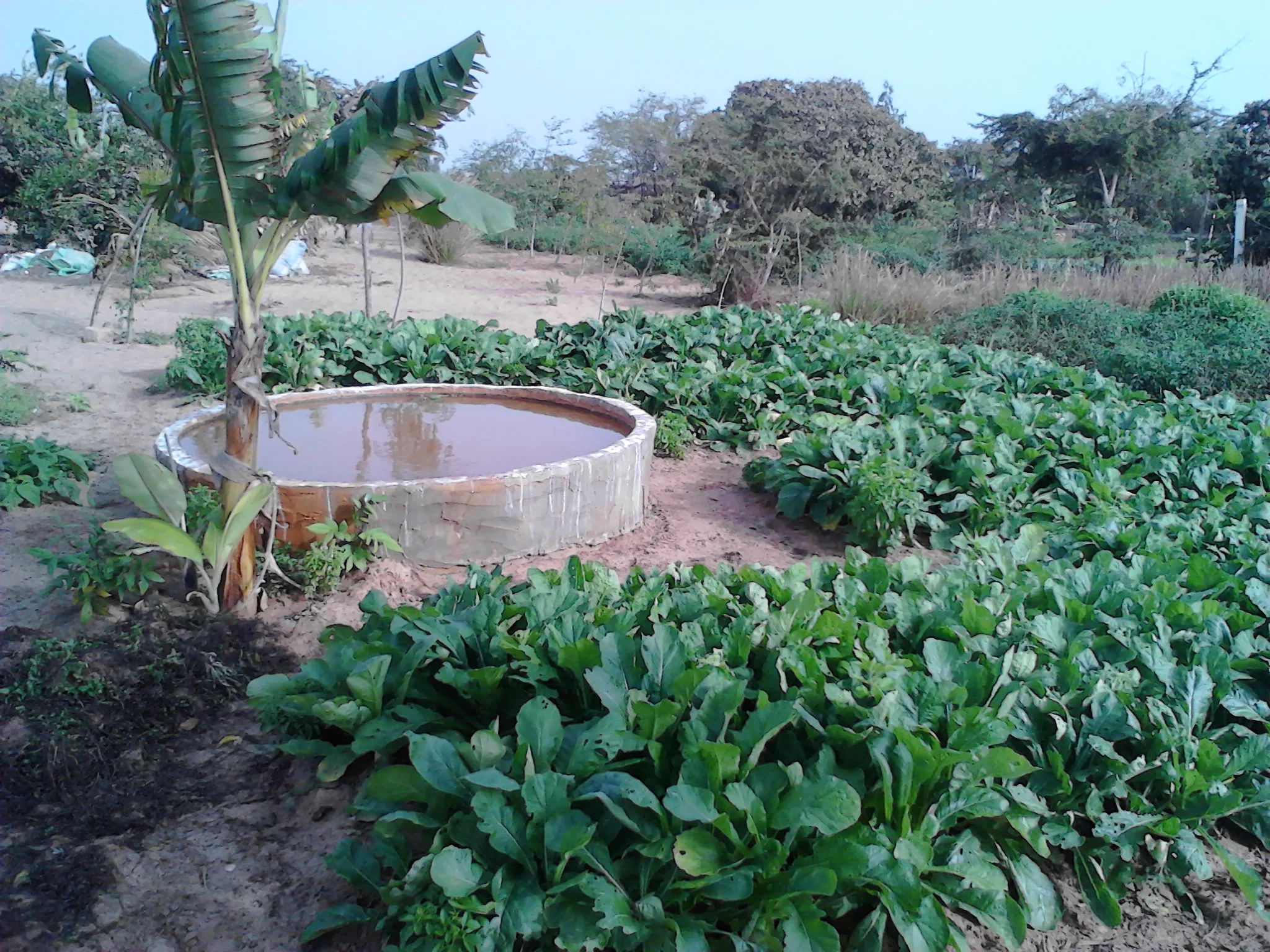 Radish Crop at Fankanta, Summer 2015