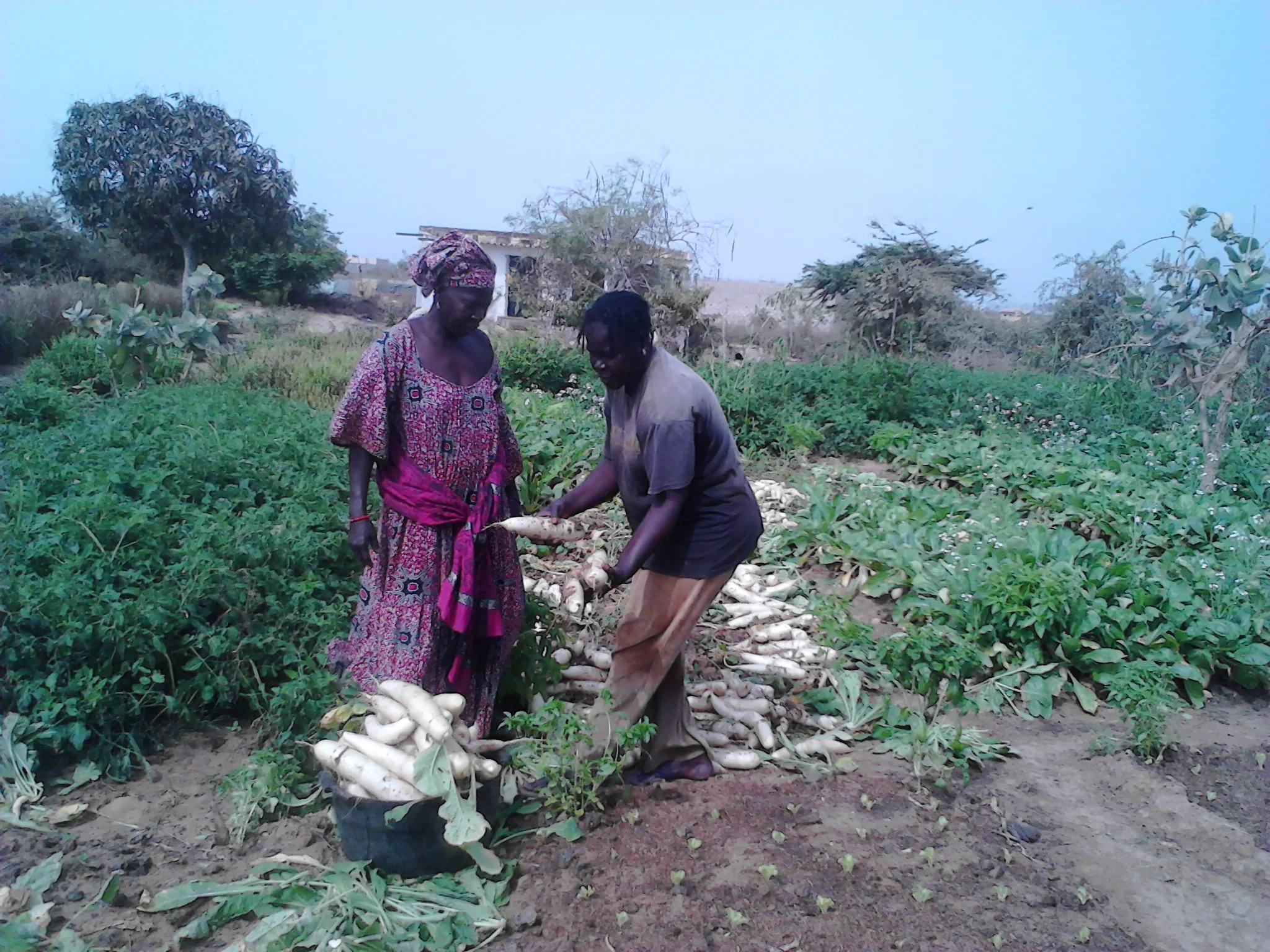 Selling Radish to a bana bana, Summer 2015