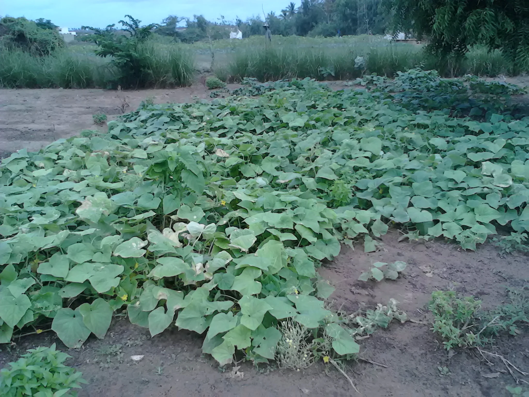 Cucumbers at Fankanta, Summer 2015