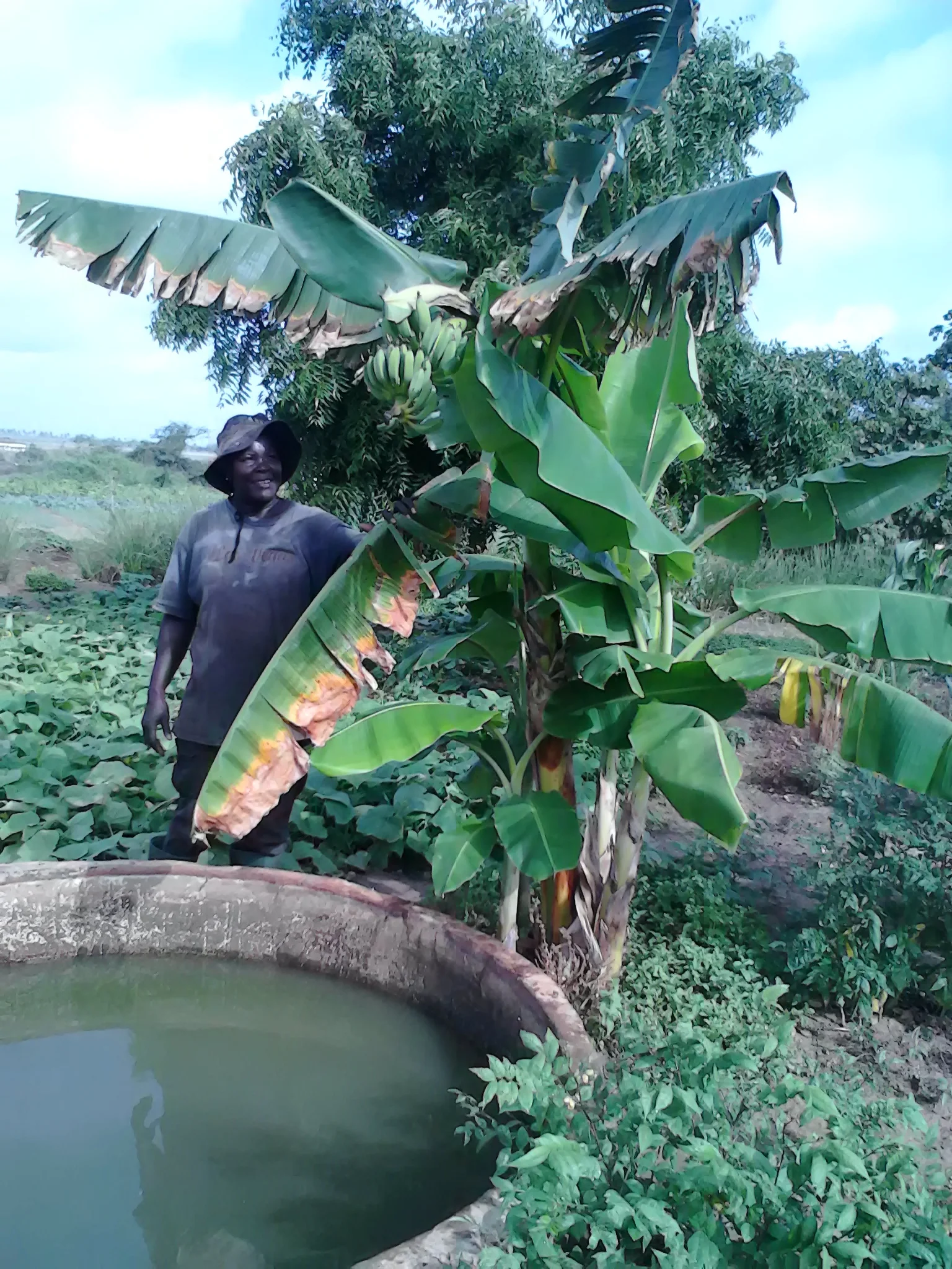 Bananas at Fankanta, Summer 2015