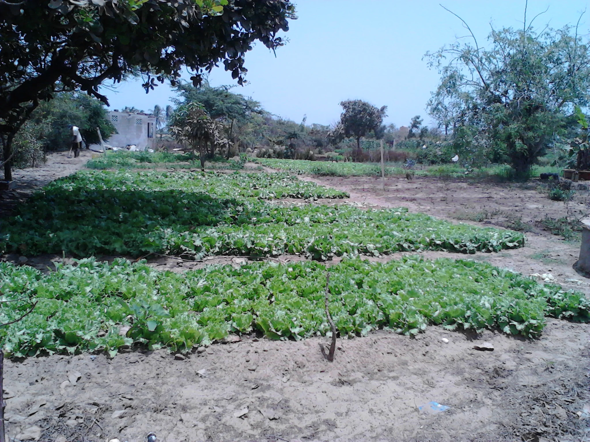 Lettuce at Fankanta, Summer 2015