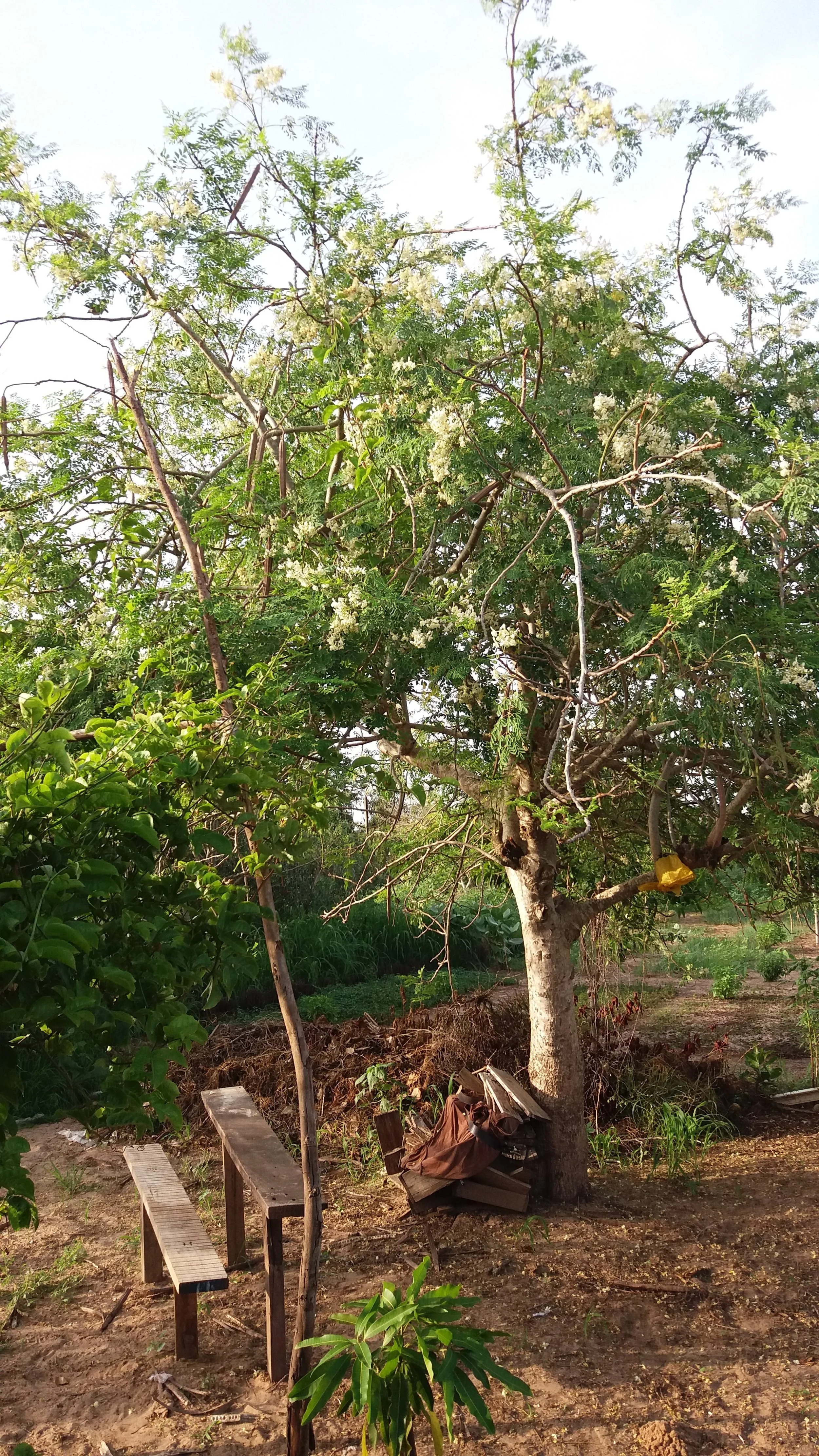 Arbres de Fankanta