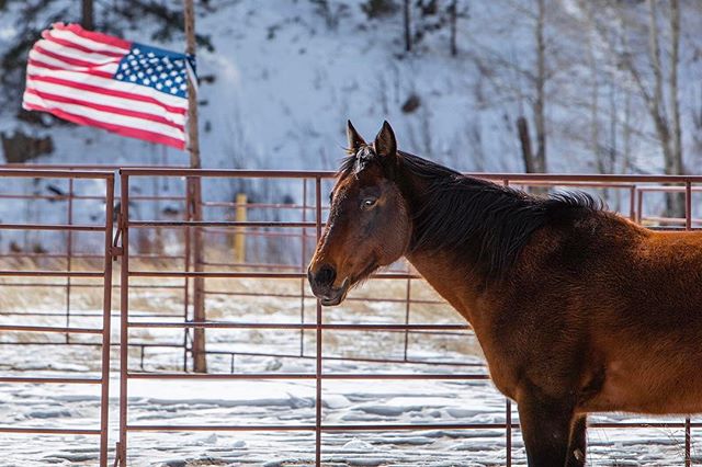 &quot;All you need for happiness is a good gun, a good horse, and a good wife.&quot; Daniel Boone. &bull;
&bull;
&bull;
&bull;
&bull;
#Colorado #Landscape #LandscapePhotography #Horse #America #Flag #Explore #Travel #Range #Wild #Beauty #Nature #Cowb