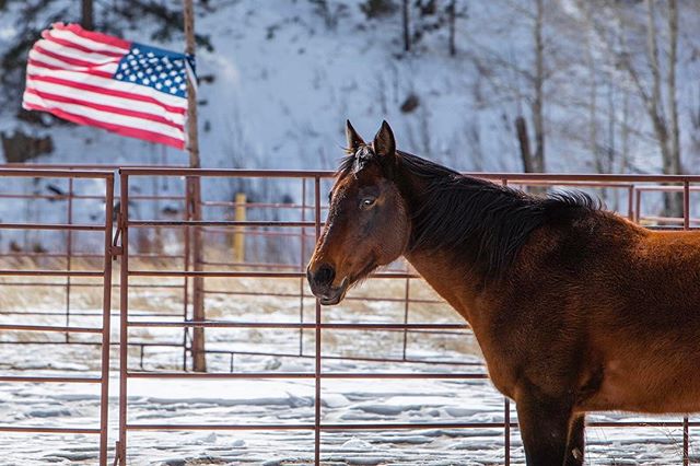 "All you need for happiness is a good gun, a good horse, and a good wife." Daniel Boone. β’
β’
β’
β’
β’
#Colorado #Landscape #LandscapePhotography #Horse #America #Flag #Explore #Travel #Range #Wild #Beauty #Nature #Cowboy #Winter #Canon