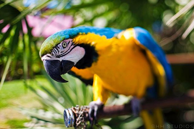 I met this dude a few years ago while in Tobago.
&bull;
&bull;
&bull;
&bull;
&bull;
#Parrot #Macaw #Travel #Explore #Adventure #Nature #Tropics #Tobago #Beach #PalmTrees #TravelPhotography #Landscape #NaturePhotography #Canon