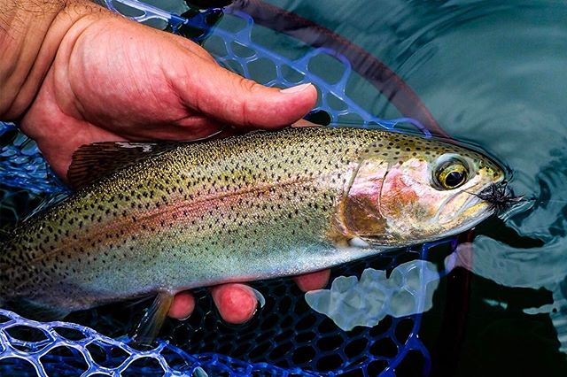 Happy World Water Day! Please do what you can every day to protect our water! π π§π
β’
β’
β’
β’
β’
#WorldWaterDay #FlyFishing #CatchAndRelease #LetemGoSoTheyCanGrow #Trout #RainbowTrout #AbelReels #Hardy #TroutUnlimited #KeepEmWet #NomadNets #Fishing #Fly #NovaScotia #Canada