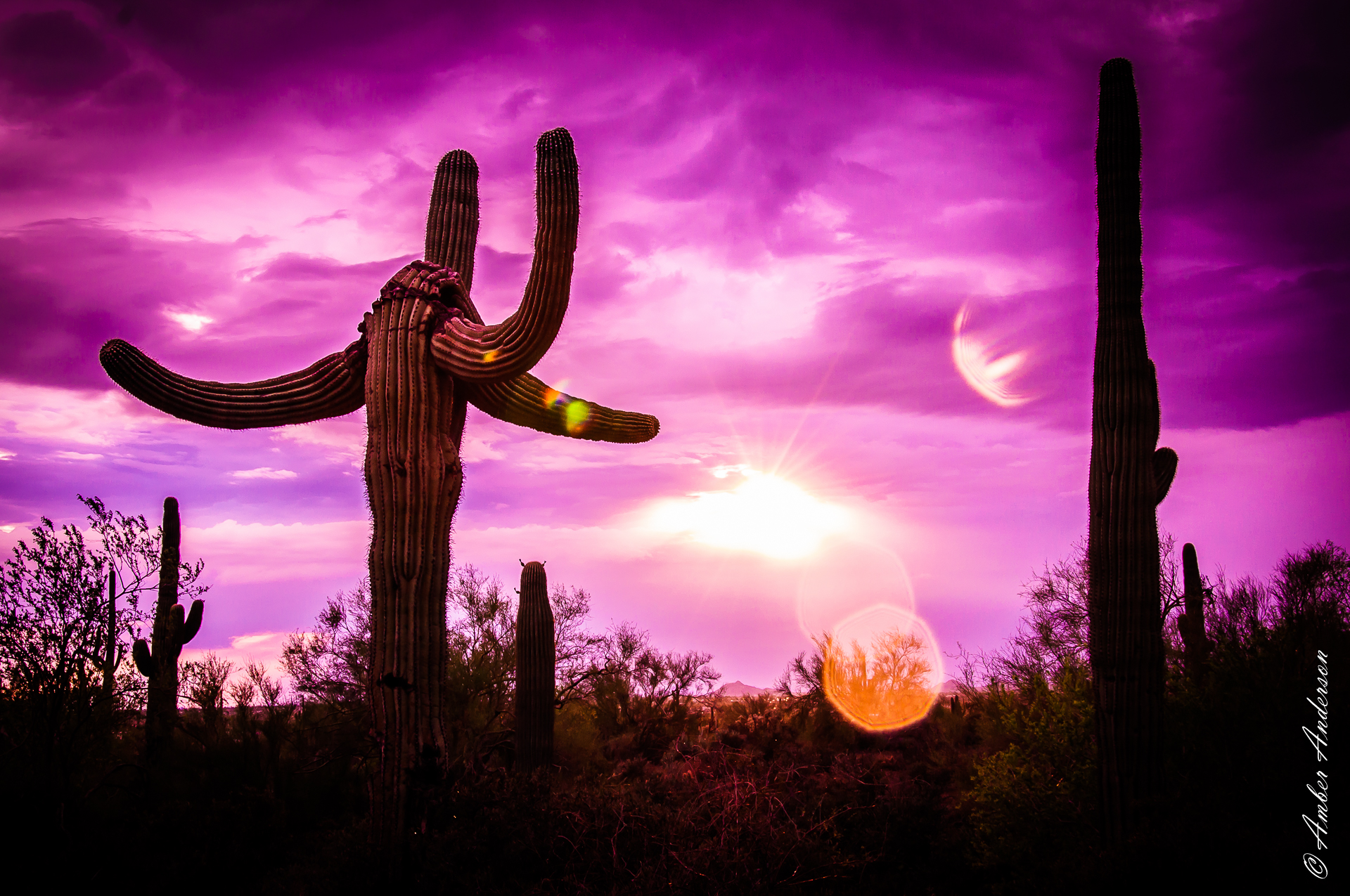 Saguaro Sunset