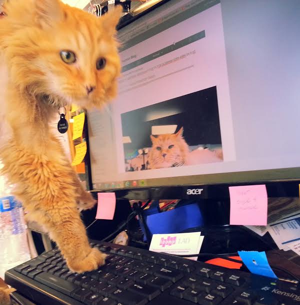 iconoCLAD Manager #hugstheshopcat giving his two cents