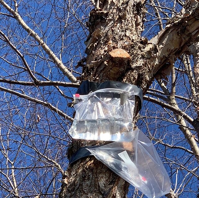 Collecting fresh wild birch water from a fallen Yellow Birch branch / saving it for year round use as birch water ice cubes 💧
.
.
#birch #trees #water #wildwater #supernutrition #springflow #foraging #wildfoods #thecommunitiesiflight