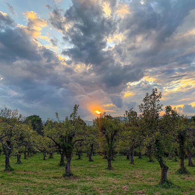 Apple orchard autumn sunset - .
.
.
#sunset #autumn #apple #naturephotography #photooftheday 
#upstateny #nature #getoutside #beauty #light #healing #sun