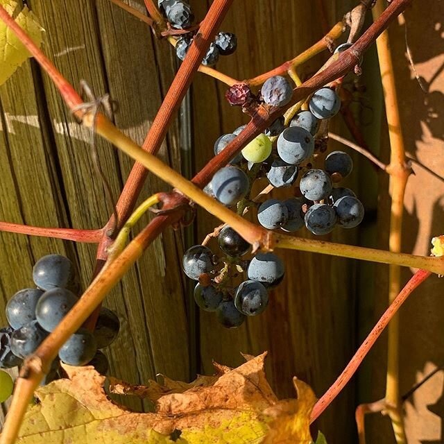 It&rsquo;s wild grape -grape juice time / .
.
#wildfoods #healingfoods #foraging #lifechangingfoods #grapes #wild #getoutside #nature