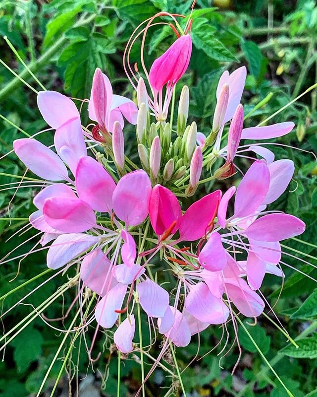 The wonder of flowers .
.
#flowers #pink #wonder #godscreations #beauty #love #nature #photography #photooftheday #life #getoutthere #whomakesthese #light