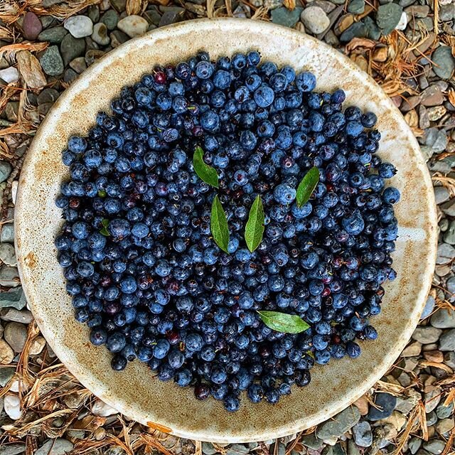 Fresh picked wild blueberries / picking these little ones is a bit time consuming / but so worth the effort / each one is a storehouse of healing / picked on blueberry mountain - wild blueberries as far as you can see in every direction!!
.
.
#wildbl