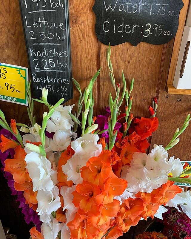 It&rsquo;s summer -.
.
.
#summer #eastcoast #flowers #august #beauty #getoutside #whyilovesummers #hudsonvalley #farmstand #local #shoplocal #summertime #summerday #summerbeauty #upstateny #lush #beautiful #photooftheday #photo #gladiolas #light