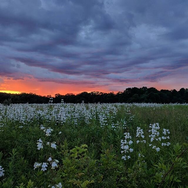 Summer solstice sunset 🌞 The longest, light-filled day has me wishing for more - .
.
#solstice #summer #sunset #beauty #love #lights #light #clouds #photography #photooftheday #beautiful #upstateny #hudsonvalley #ny #country #landscape #getoutside #