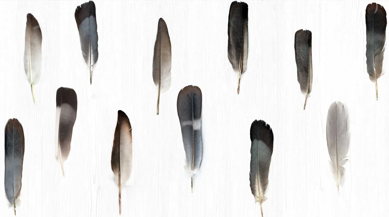 Pluma_tacca_colore.jpg