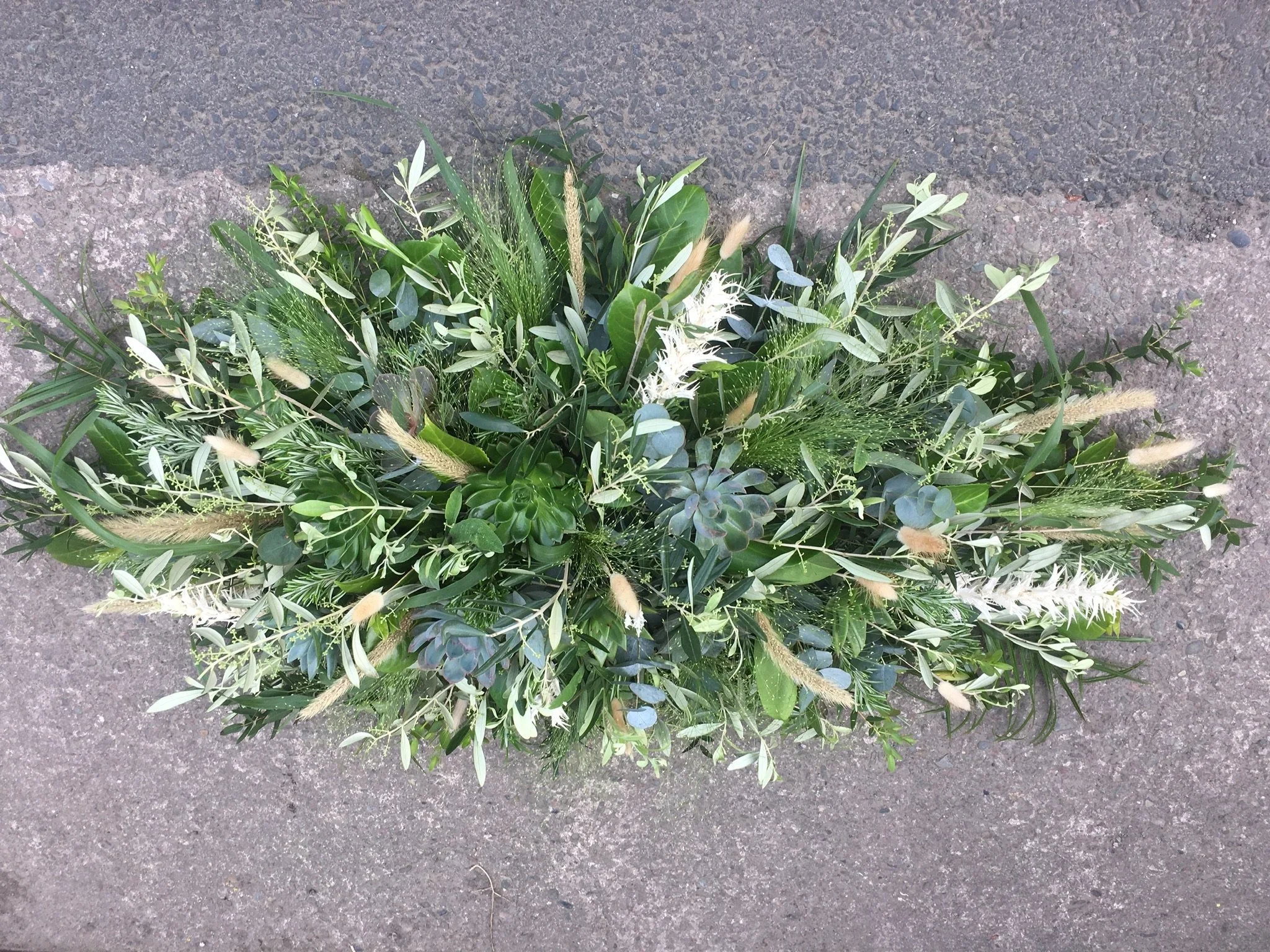 grasses succlent .webp