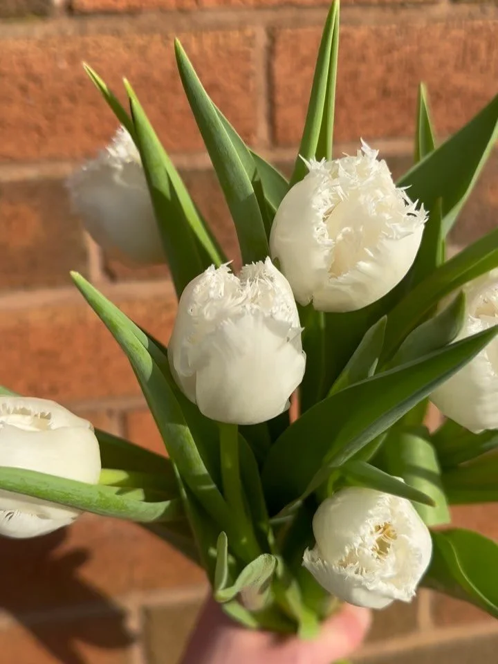 These Tulips 😍 called Honeymoon 🤍 

#tulips #herefordflorist #shopsmall