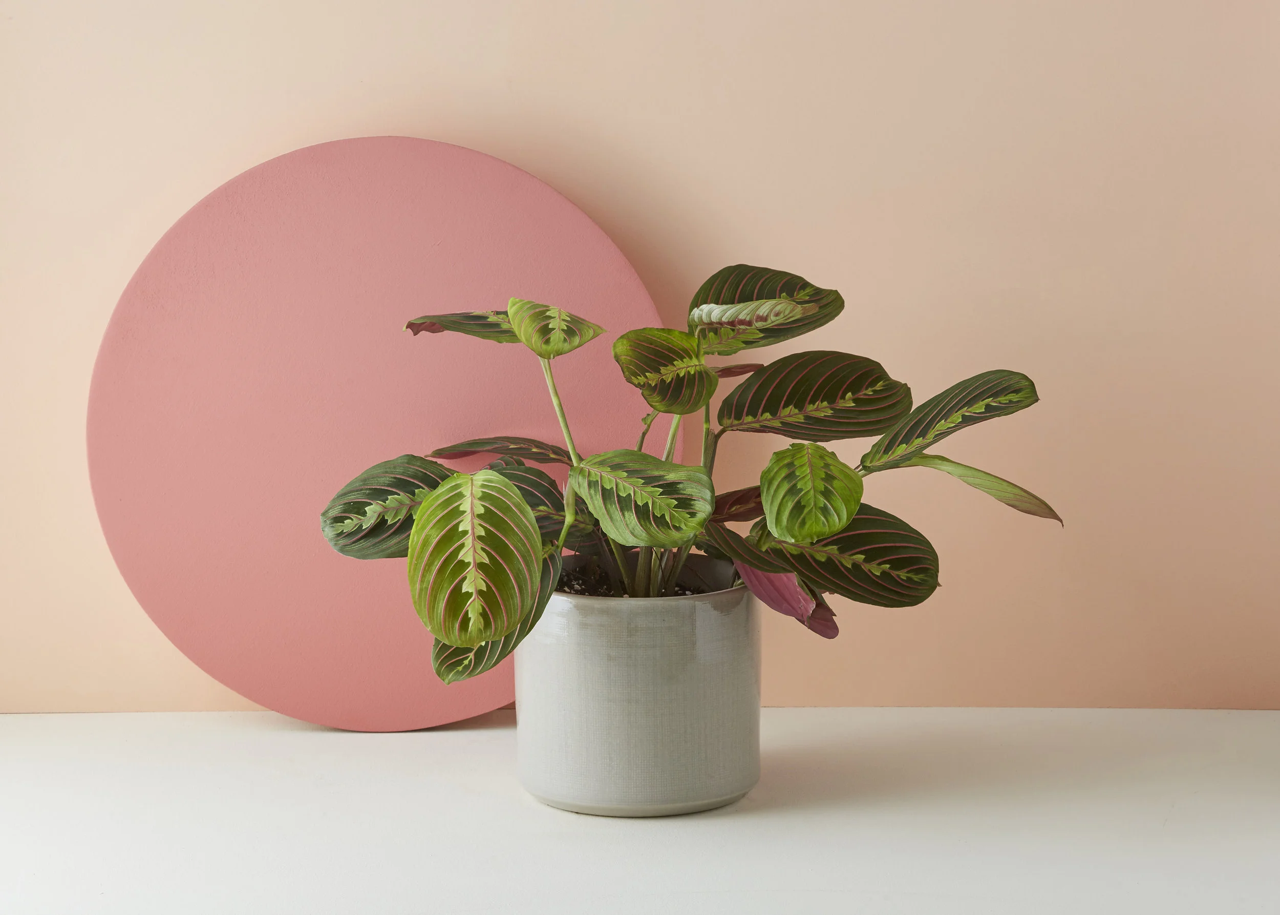 GEO FLEUR