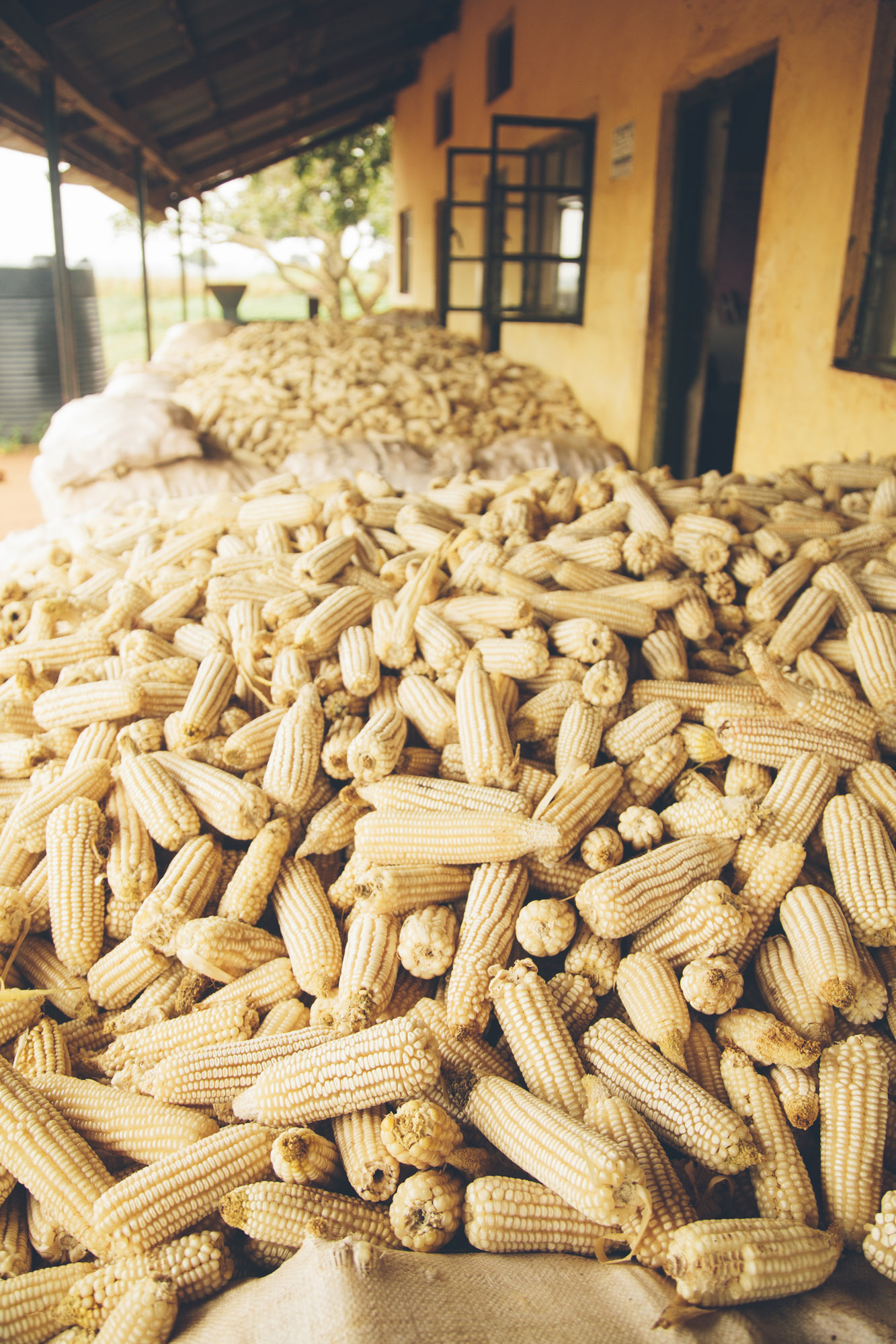 DCA-Uganda-NUAC-Smallholder-Farmer_MG_0354.jpg